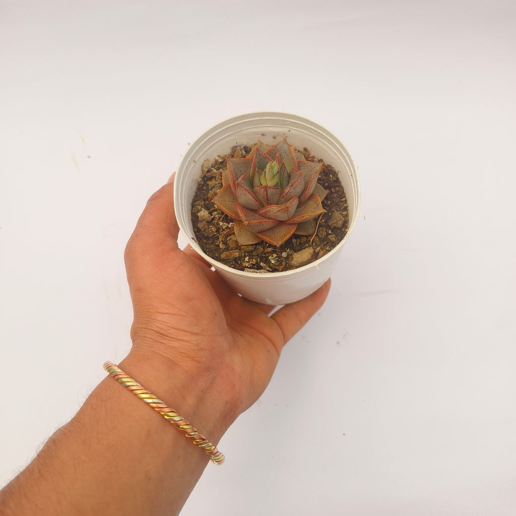 Echeveria Purpusiorum