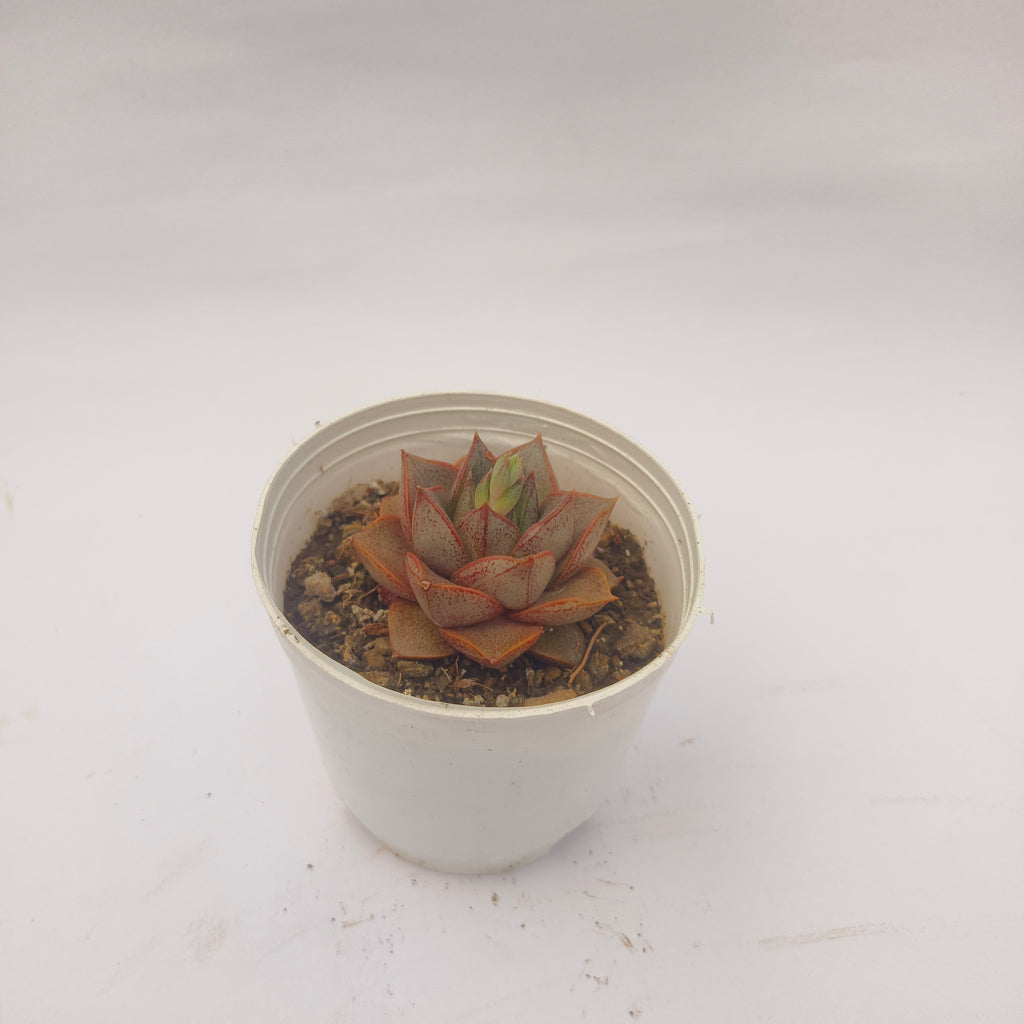 Echeveria Purpusiorum