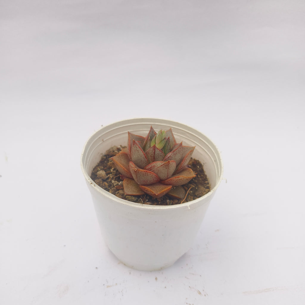 Echeveria Purpusiorum