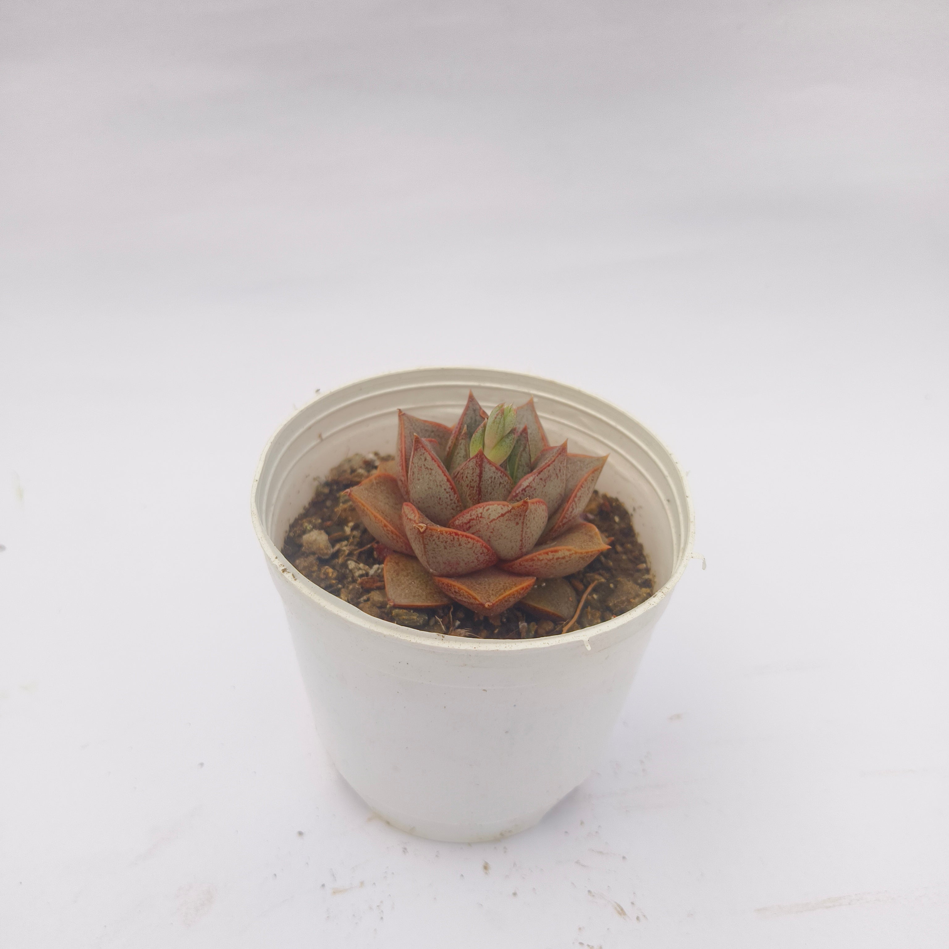 Echeveria Purpusiorum