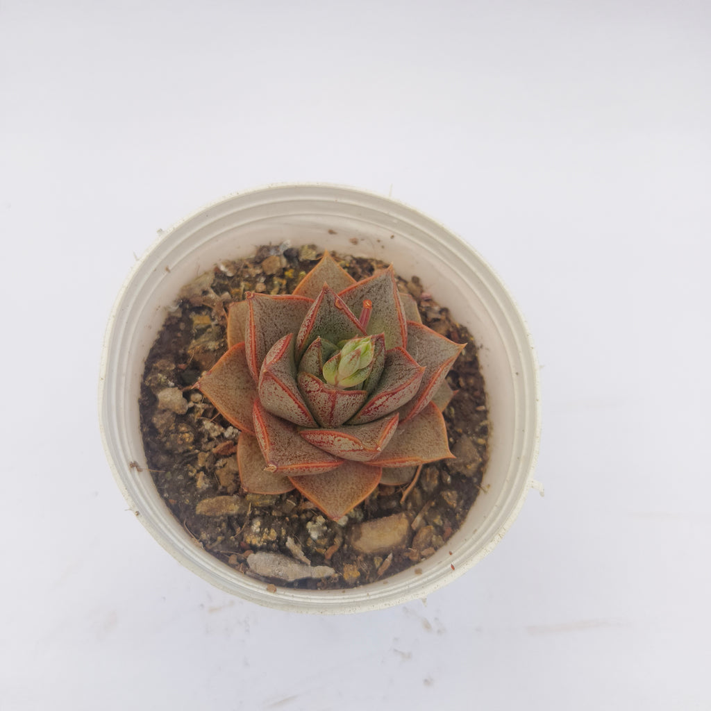 Echeveria Purpusiorum