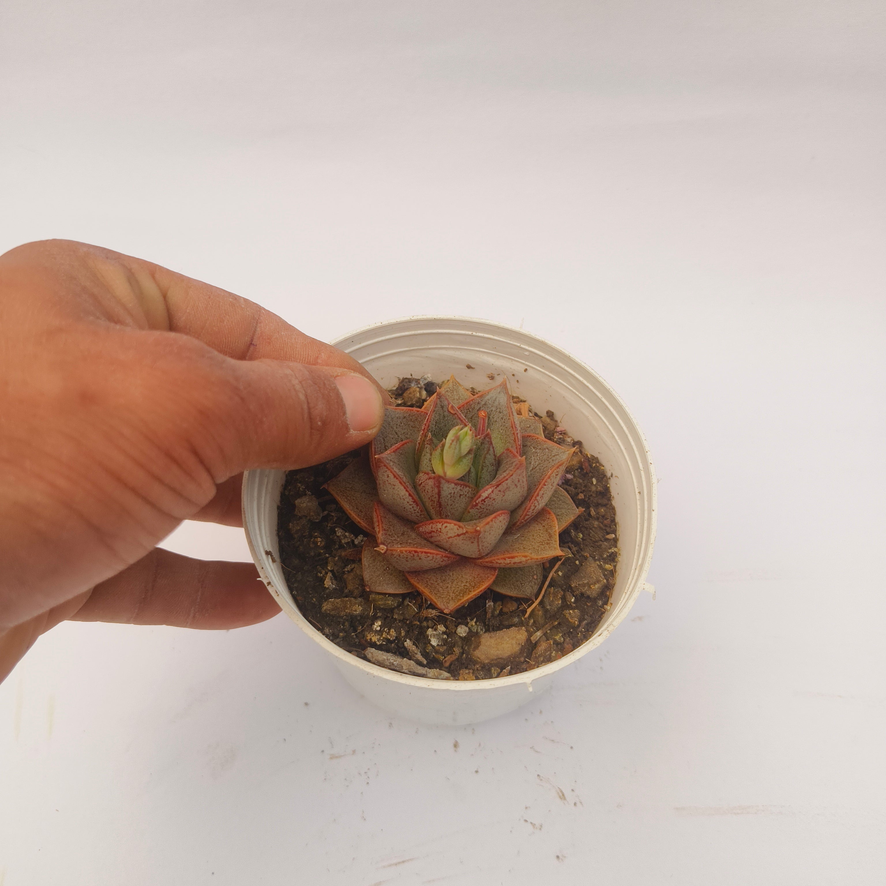Echeveria Purpusiorum