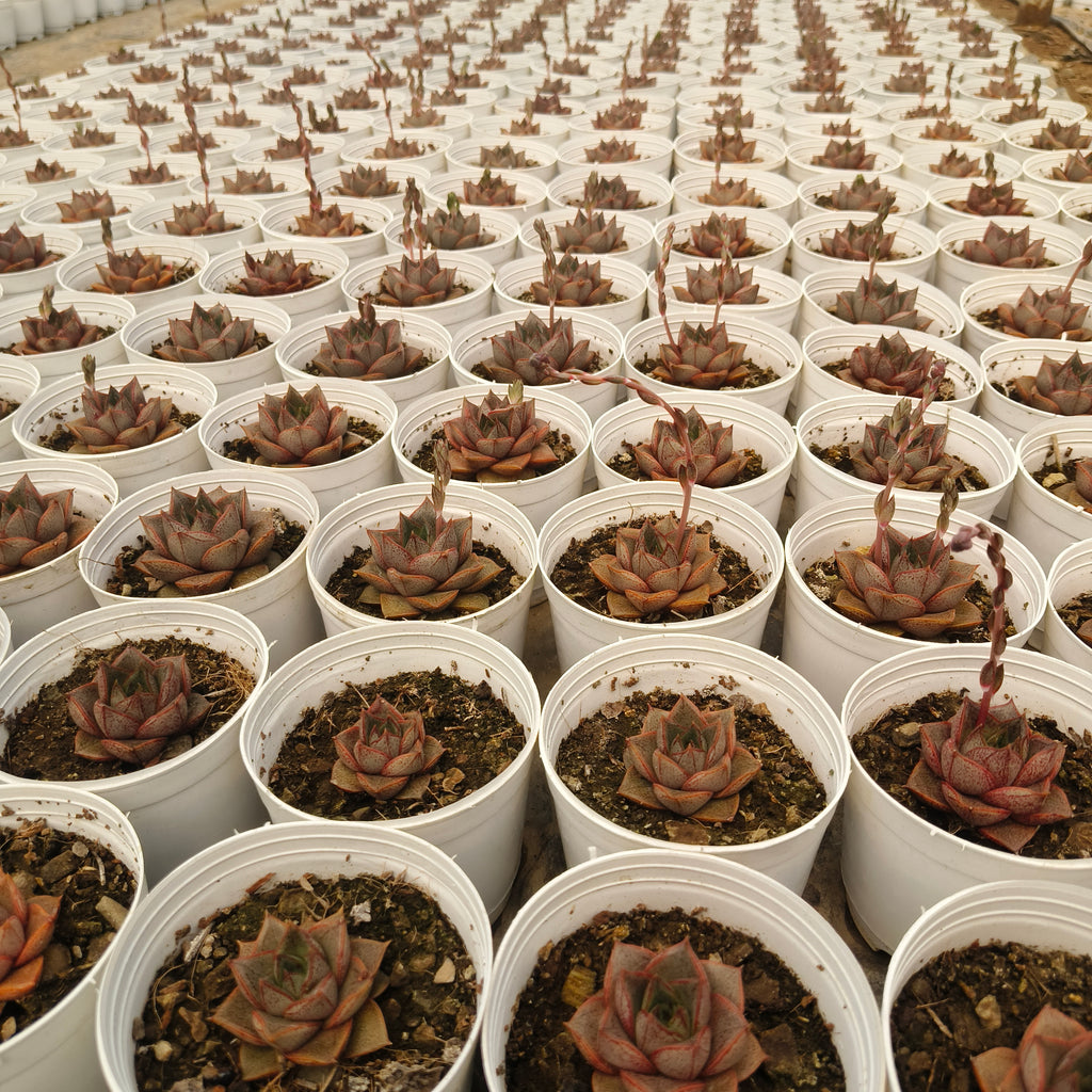 Echeveria Purpusiorum