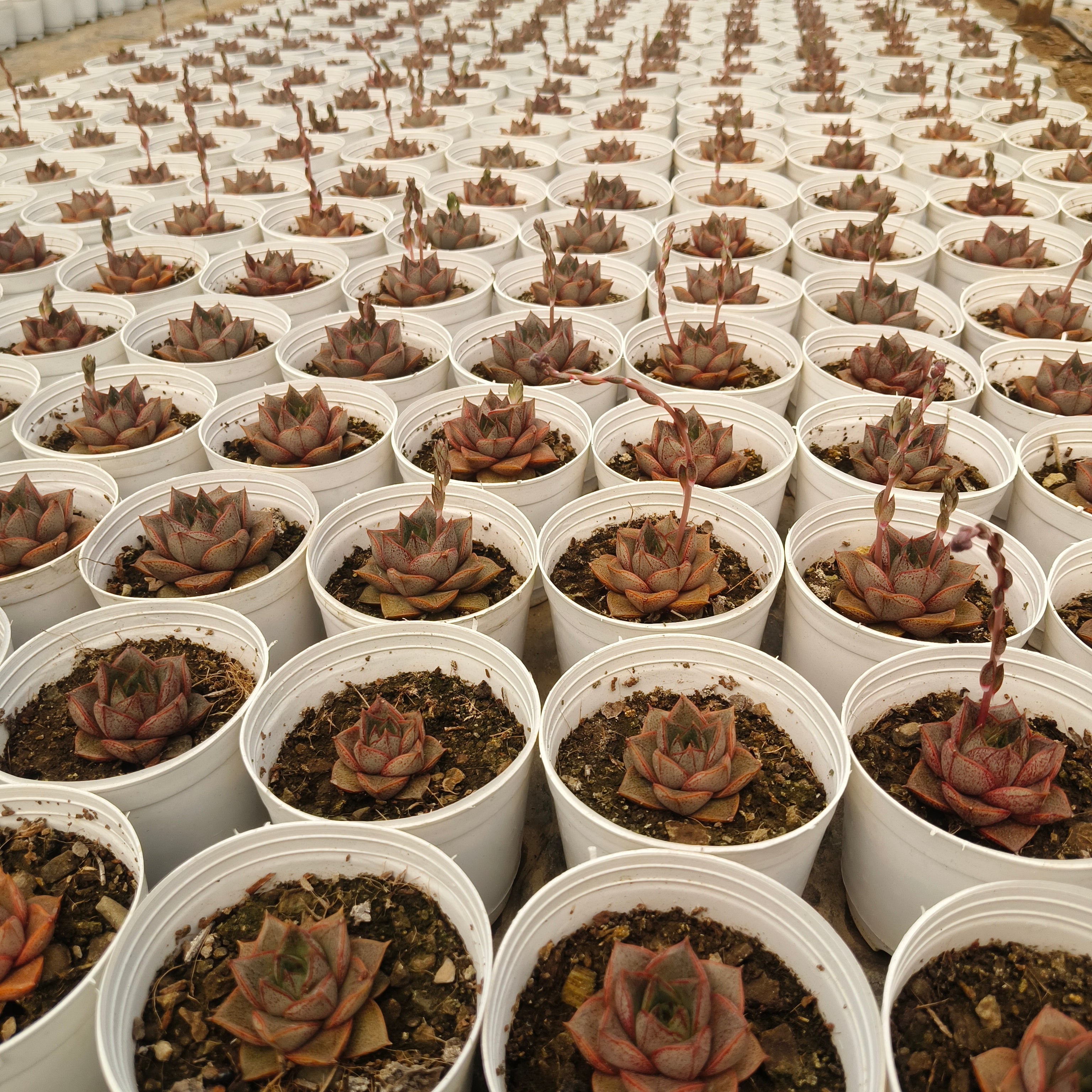 Echeveria Purpusiorum