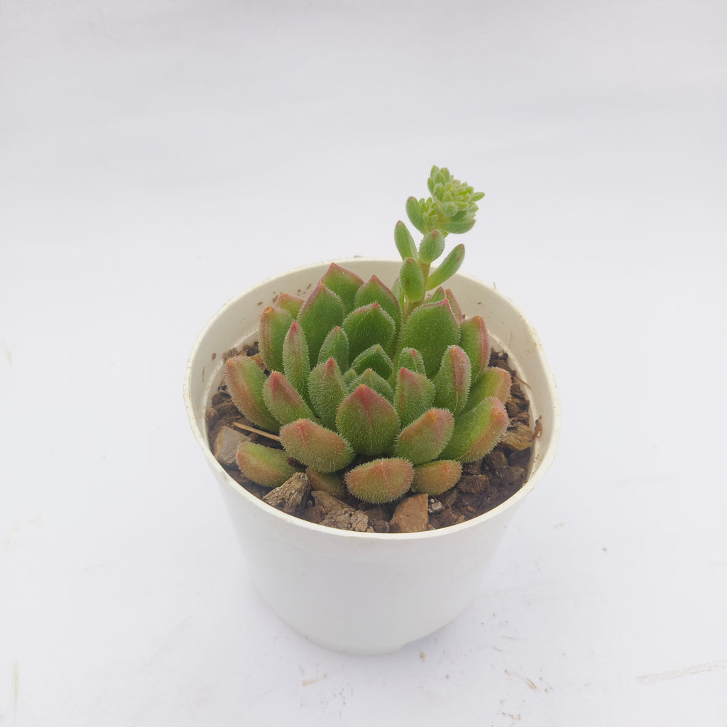 Echeveria Amoena