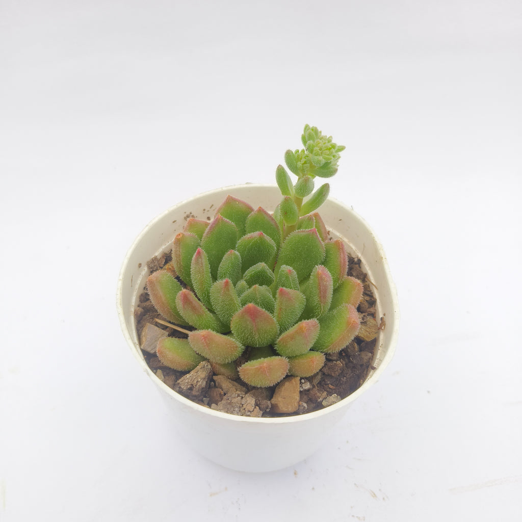 Echeveria Amoena