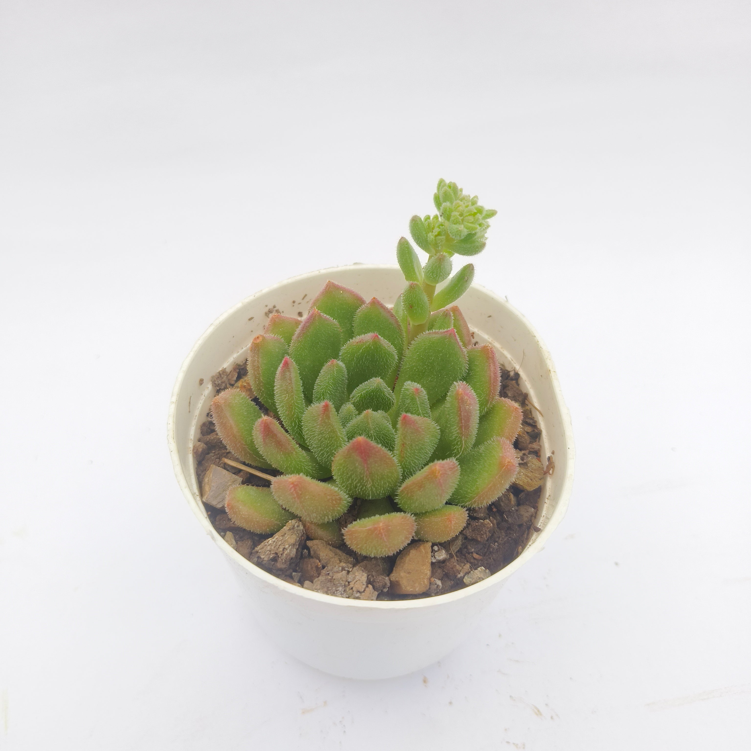 Echeveria Amoena
