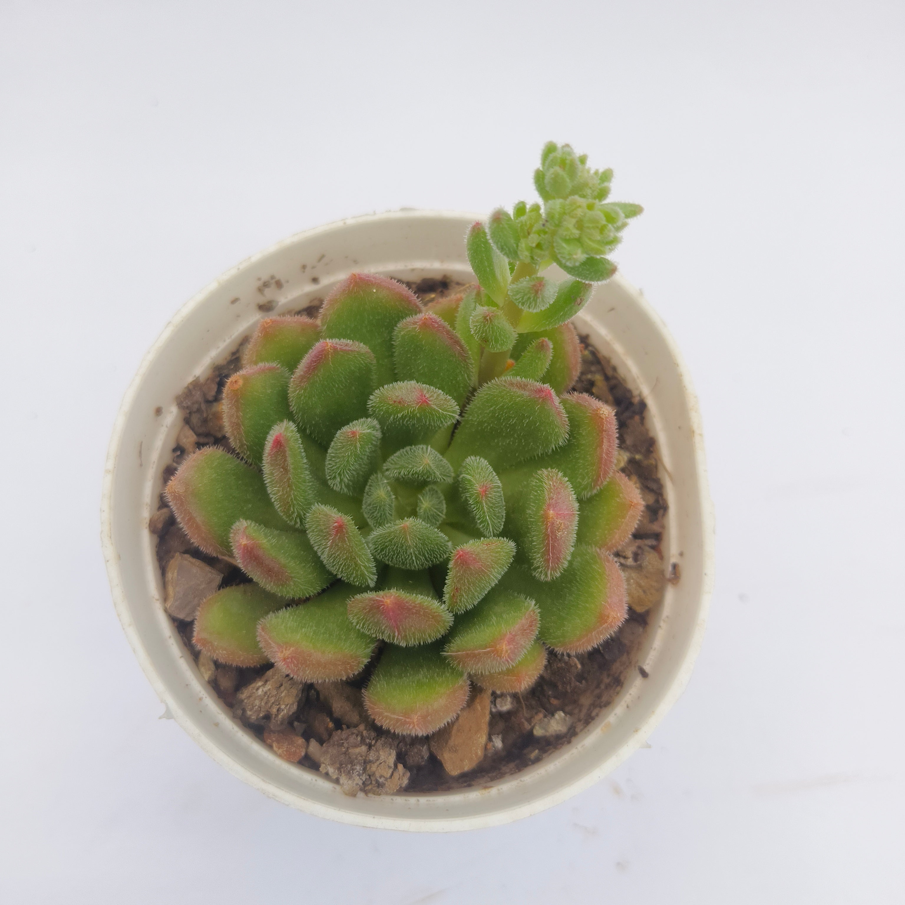 Echeveria Amoena
