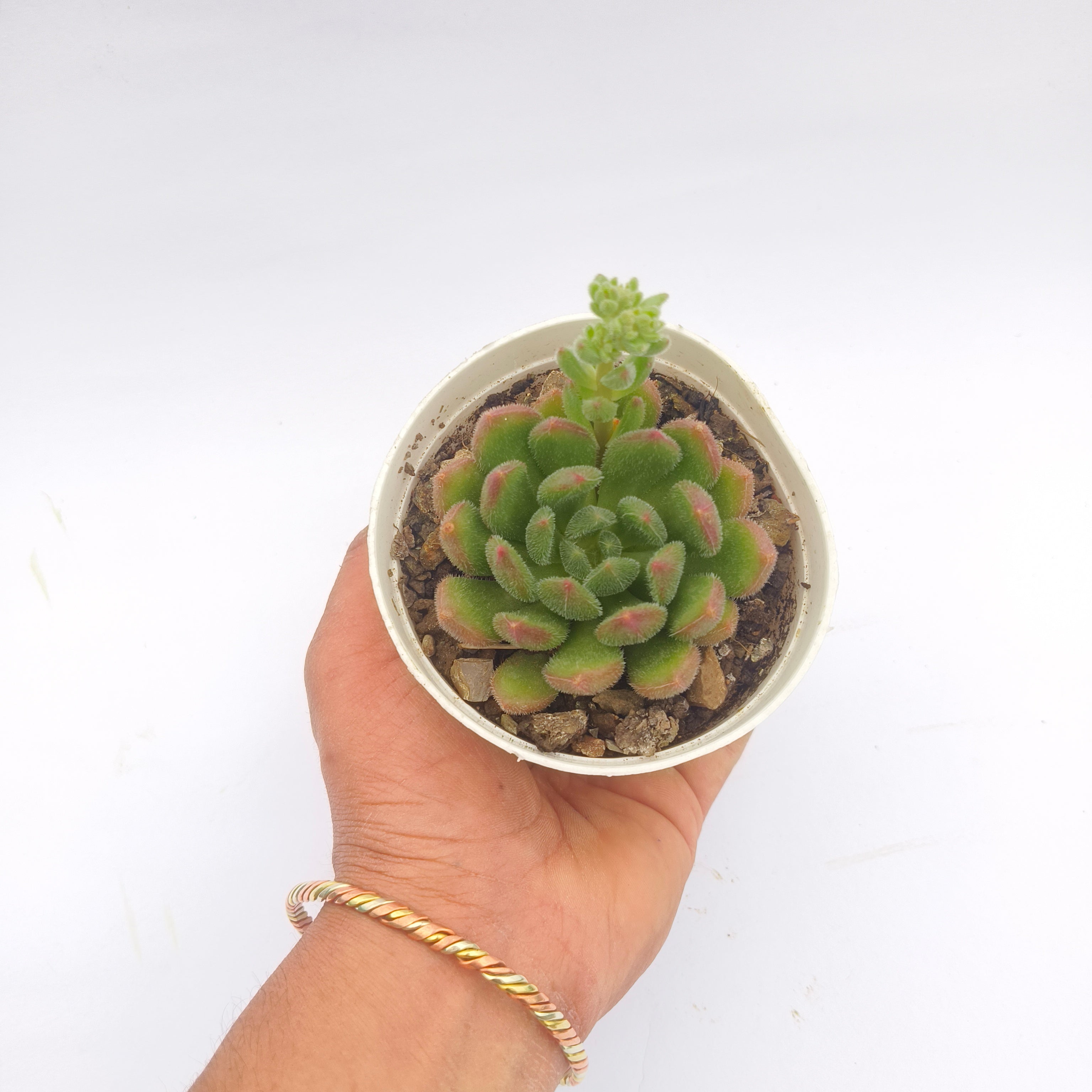 Echeveria Amoena