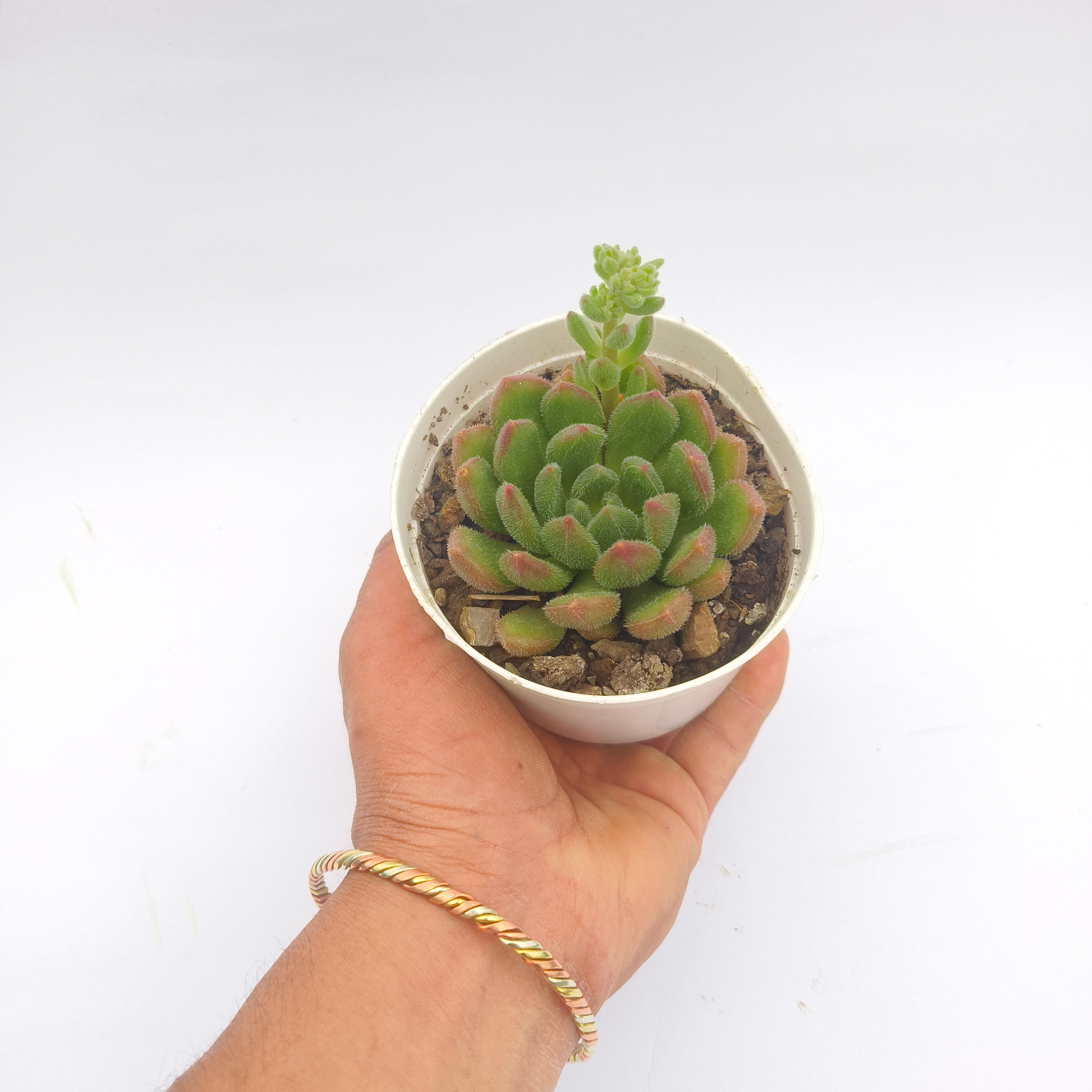 Echeveria Amoena
