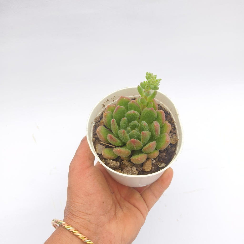 Echeveria Amoena