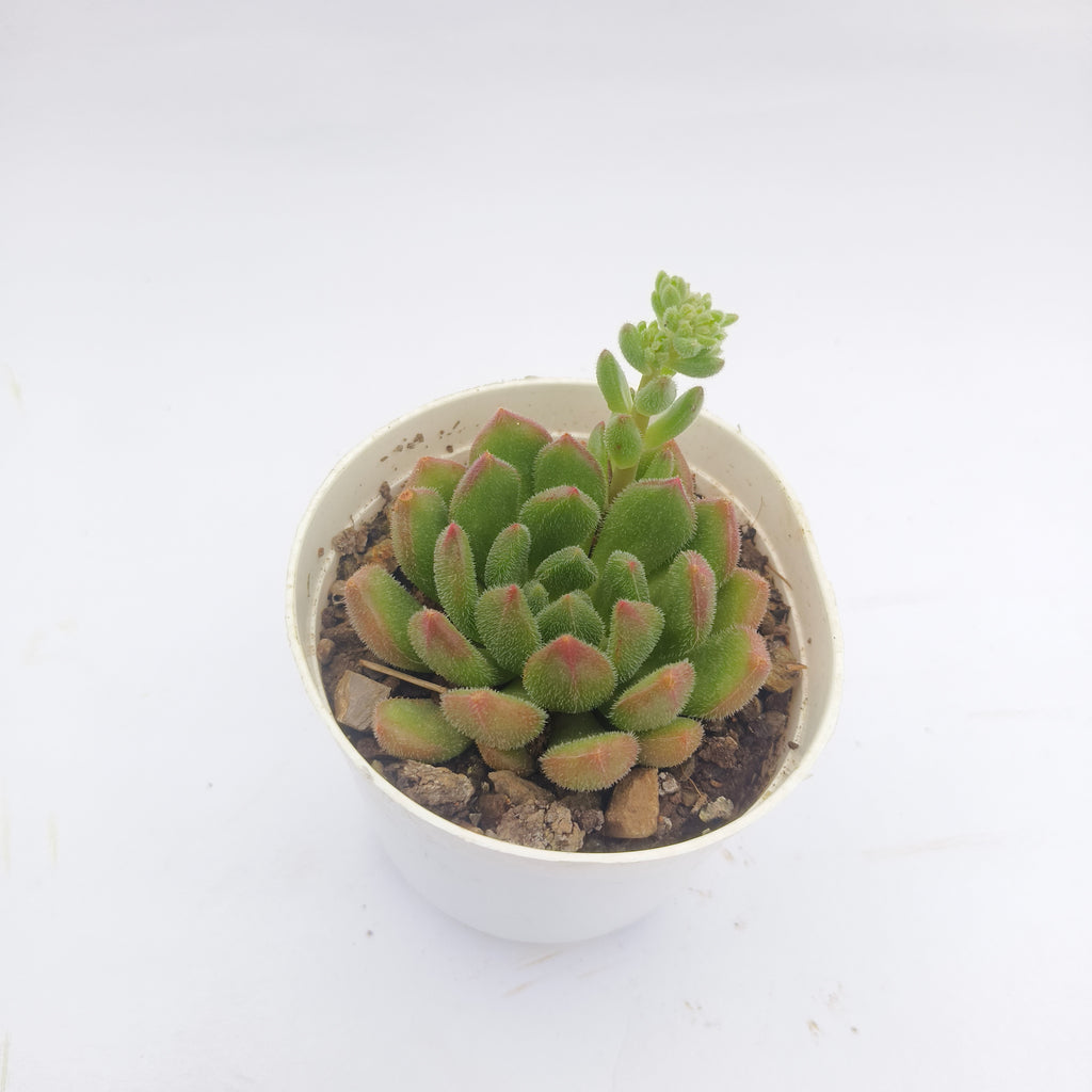 Echeveria Amoena
