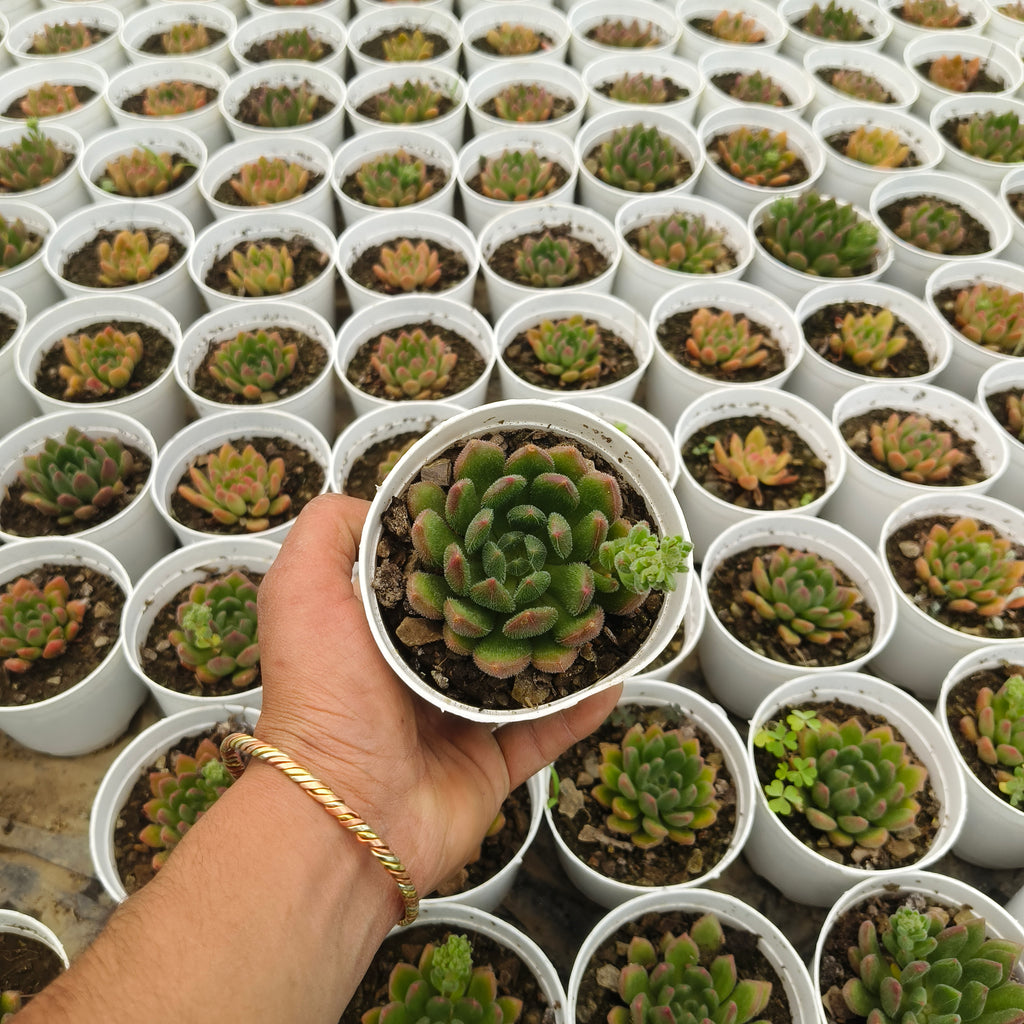 Echeveria Amoena