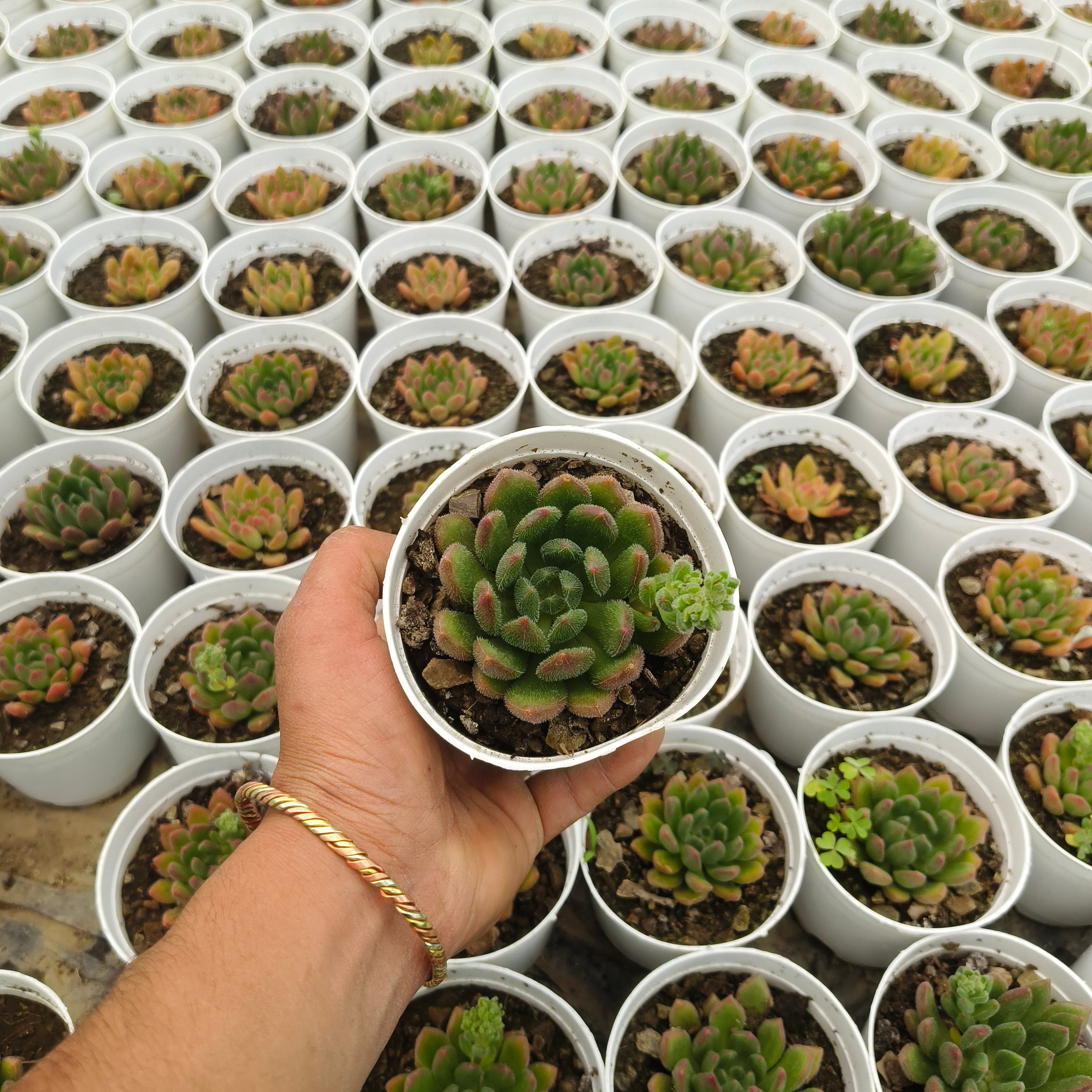 Echeveria Amoena