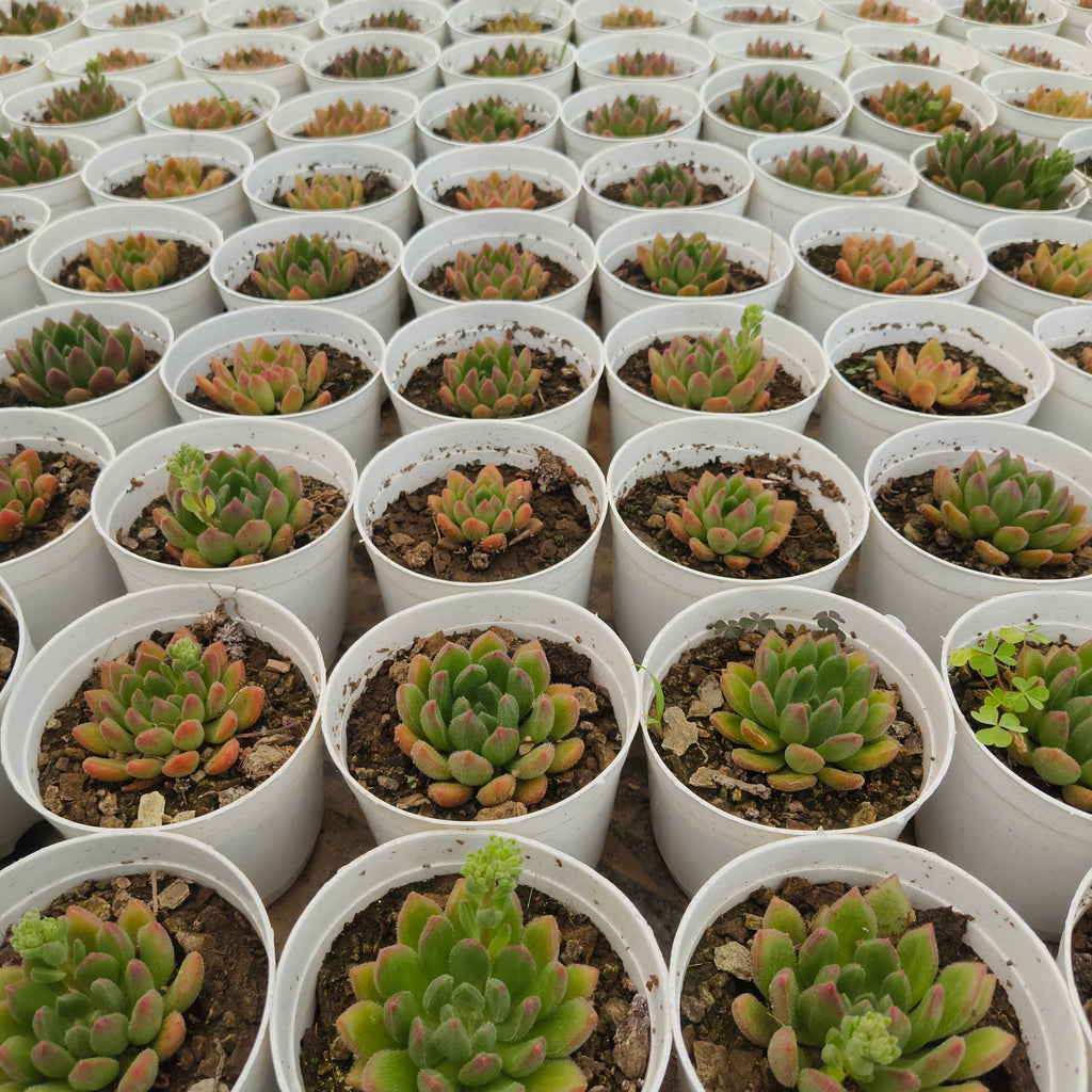 Echeveria Amoena
