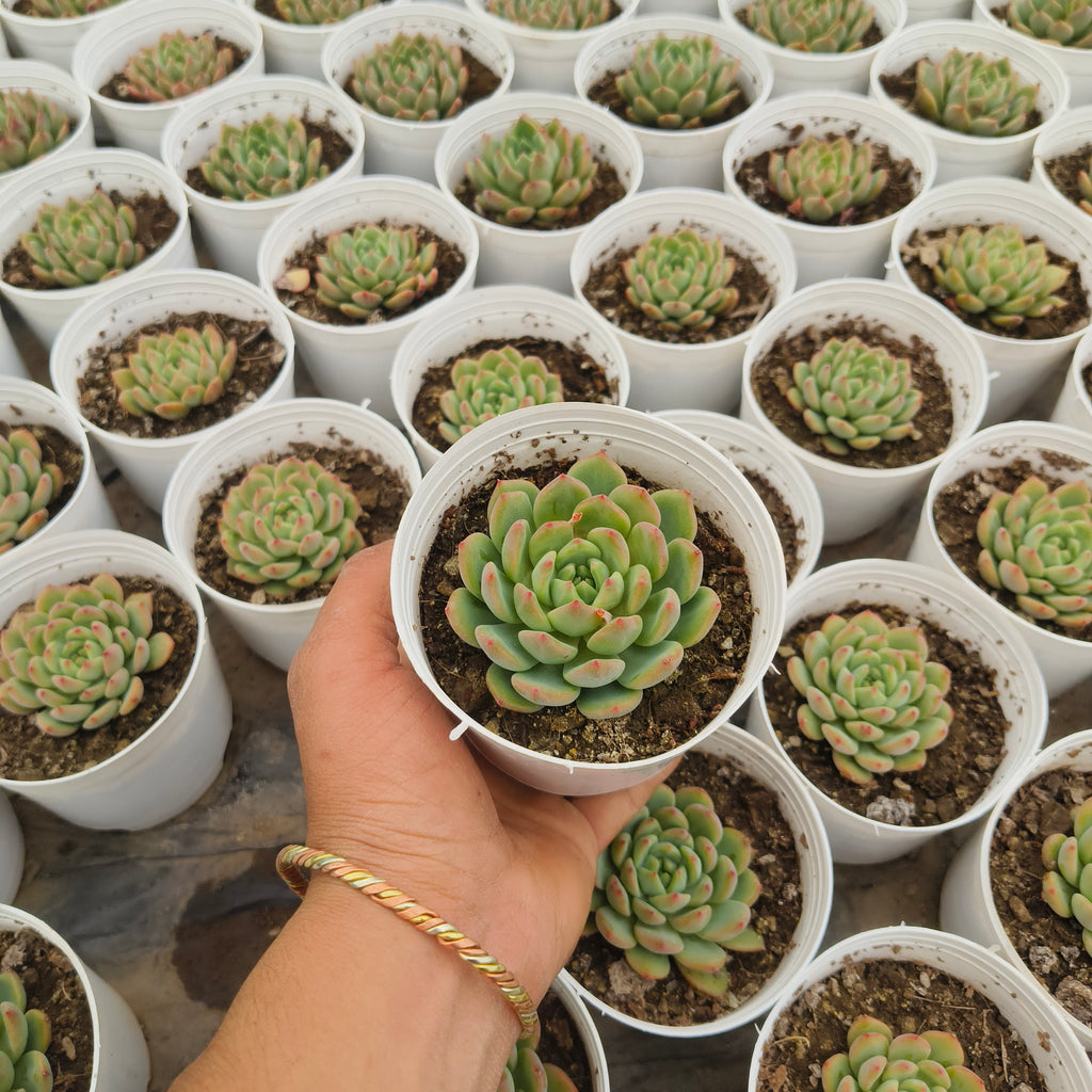 Echeveria Agavoides (Lipstick Echeveria