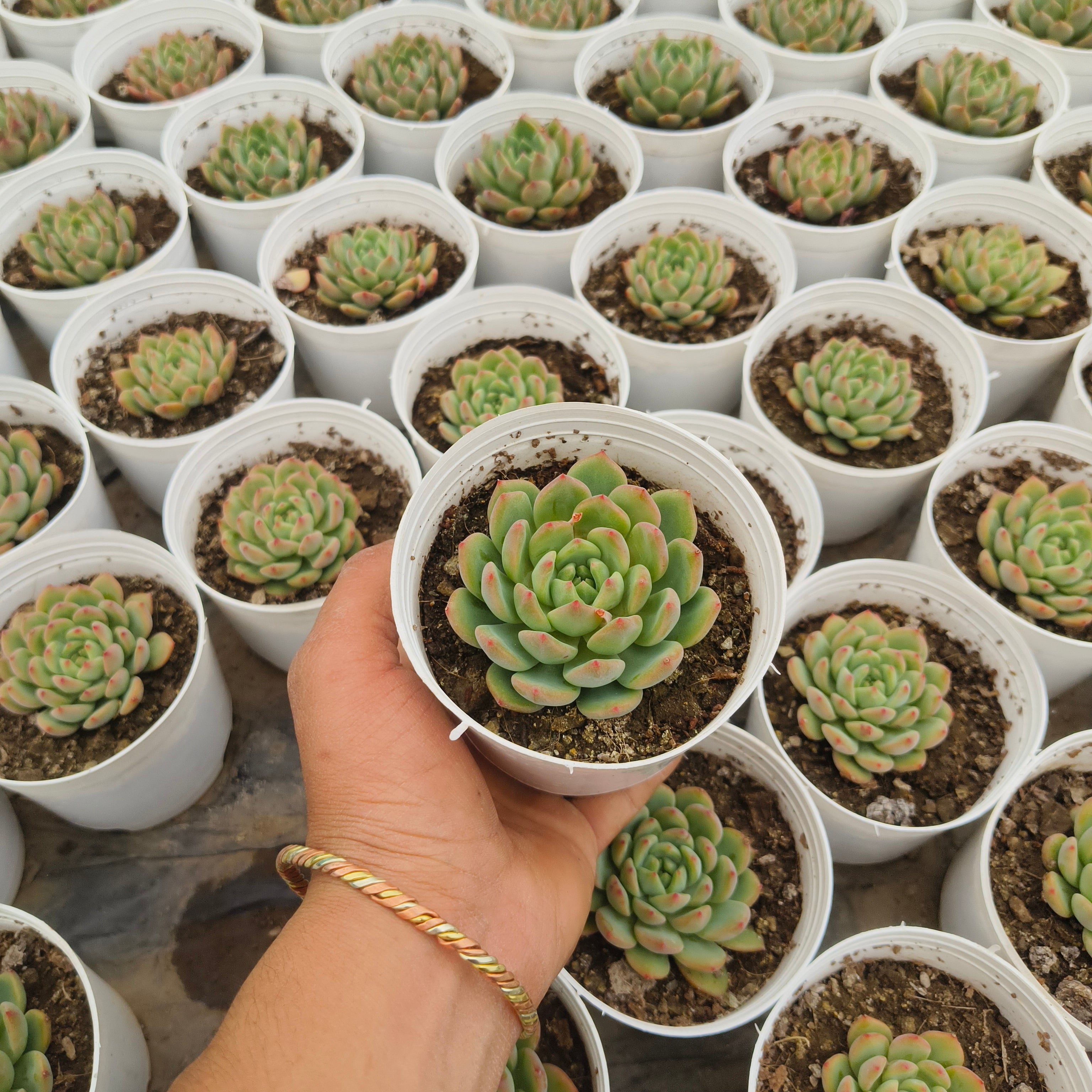 Echeveria Agavoides (Lipstick Echeveria
