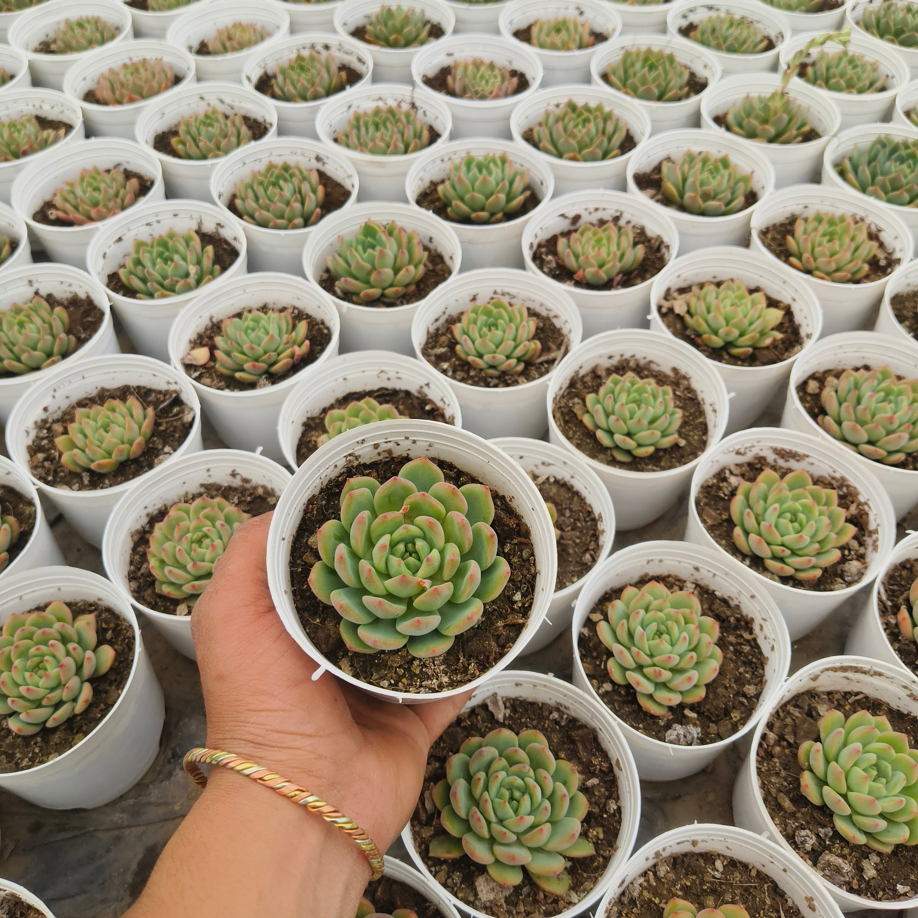 Echeveria Agavoides (Lipstick Echeveria