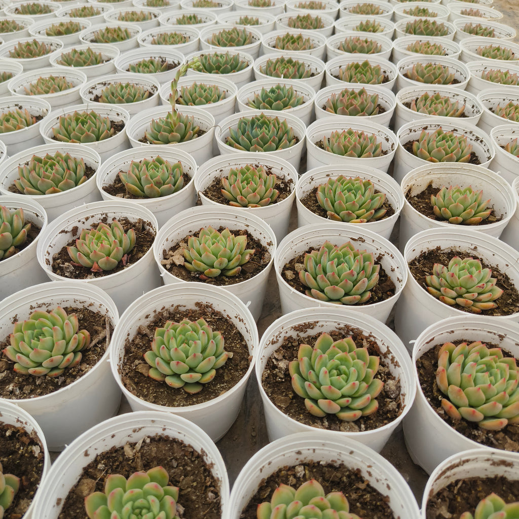 Echeveria Agavoides (Lipstick Echeveria