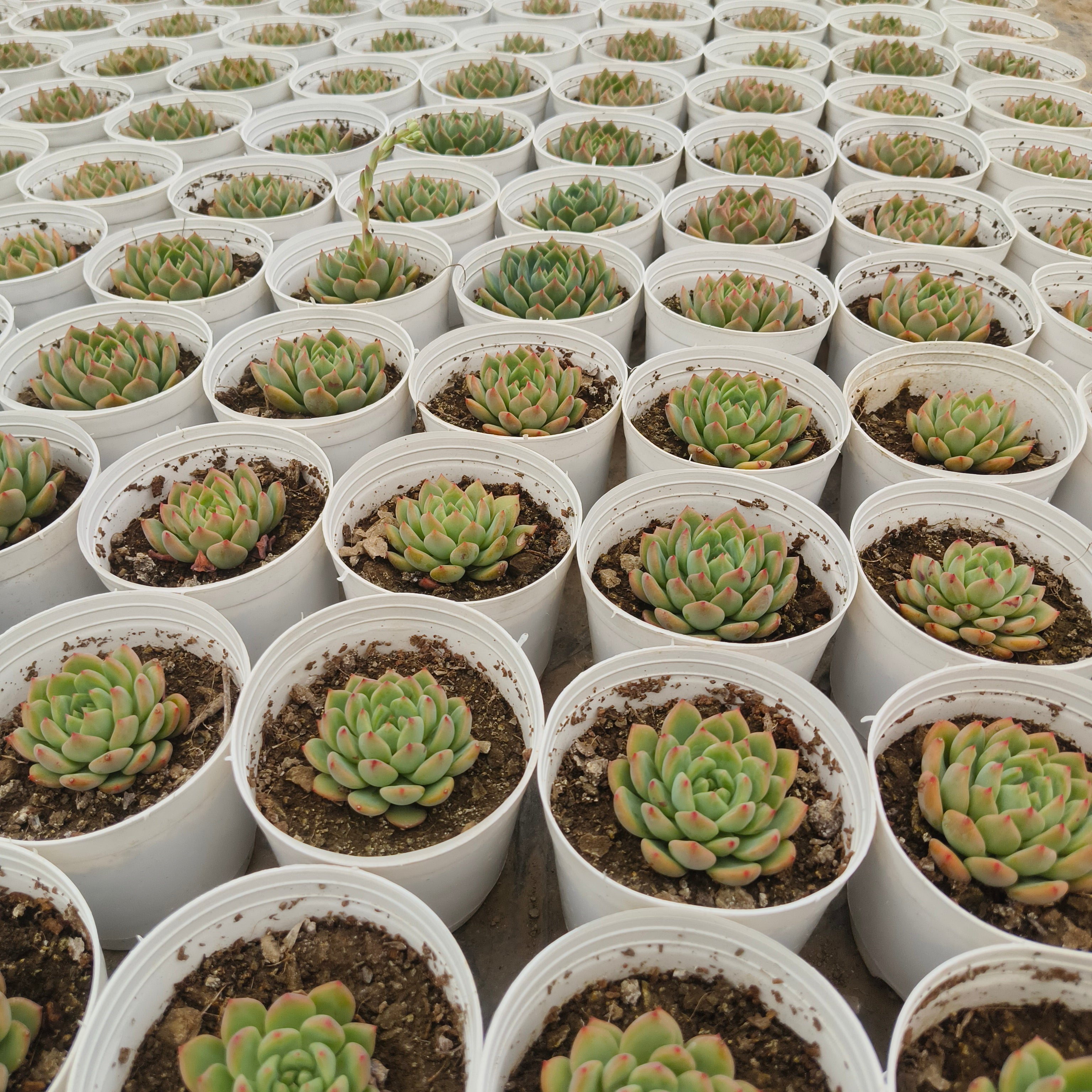 Echeveria Agavoides (Lipstick Echeveria