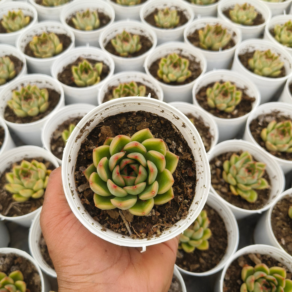 Echeveria ‘Fire Pillar’
