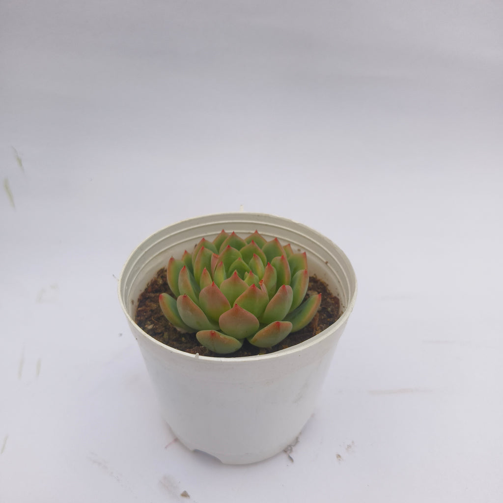 Echeveria Agavoides (Lipstick Echeveria