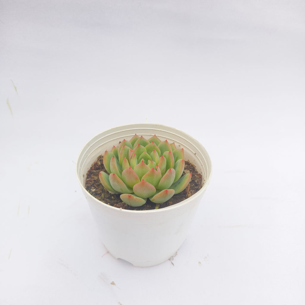 Echeveria Agavoides (Lipstick Echeveria