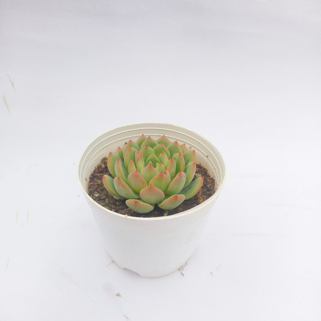 Echeveria Agavoides (Lipstick Echeveria