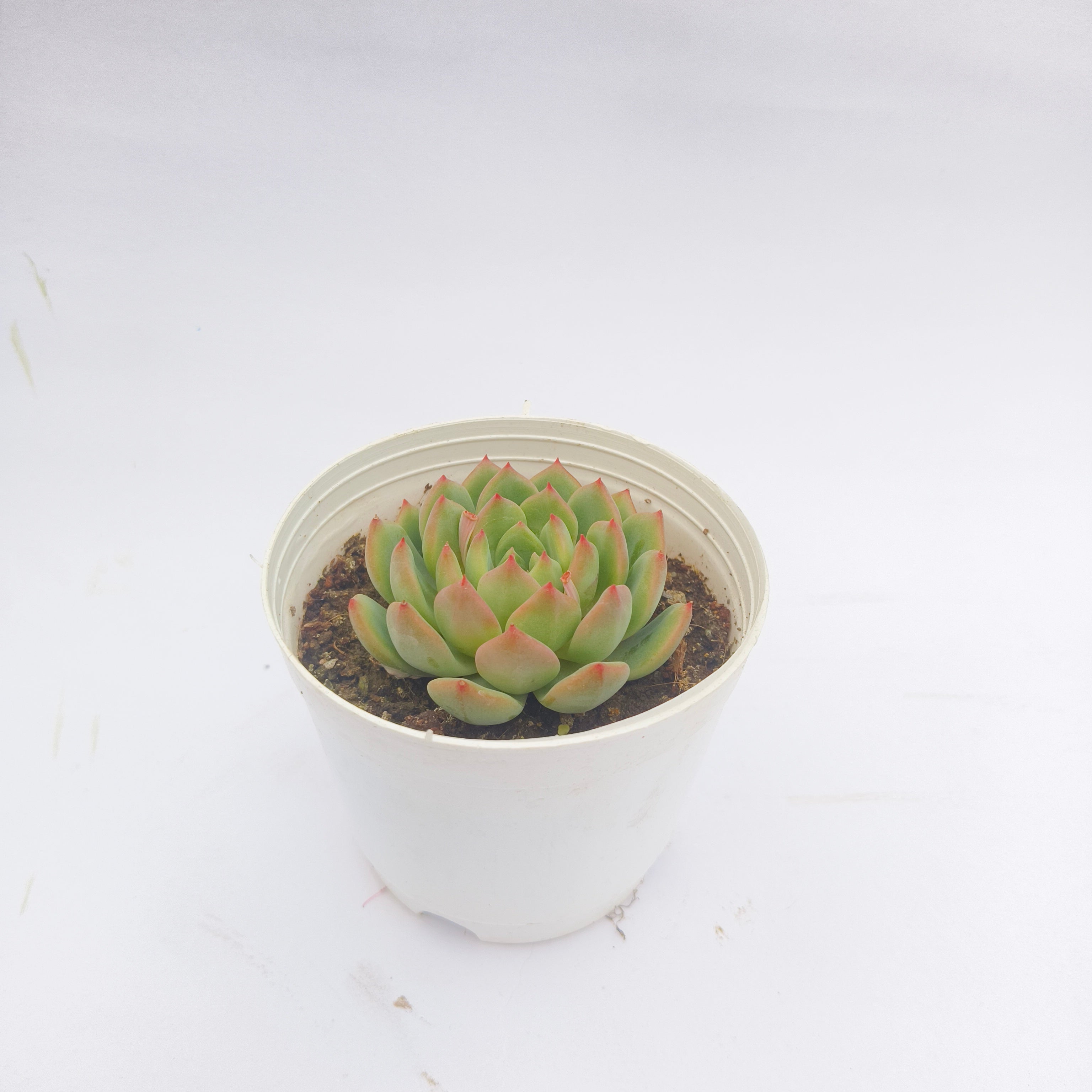 Echeveria Agavoides (Lipstick Echeveria