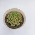 Echeveria Agavoides (Lipstick Echeveria
