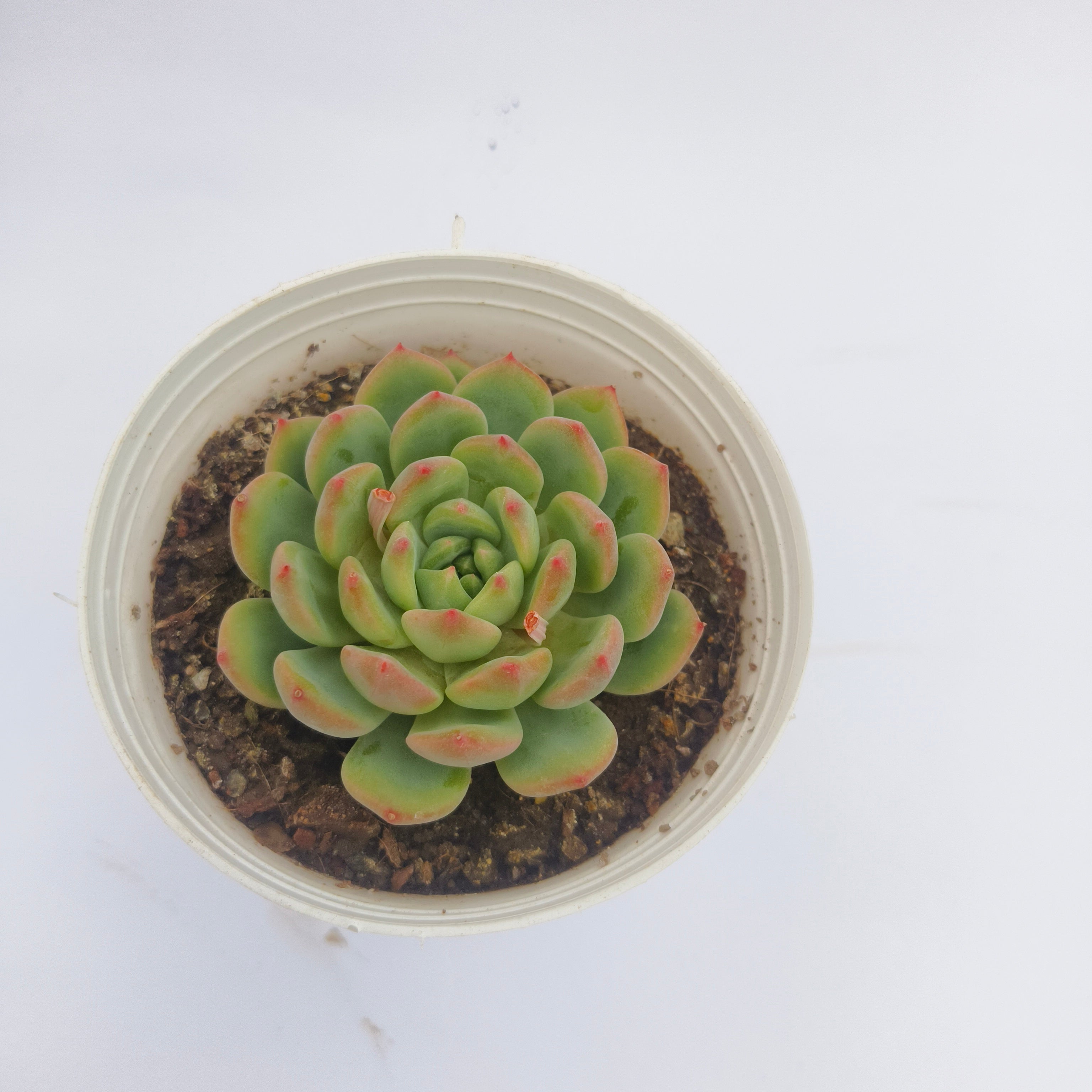 Echeveria Agavoides (Lipstick Echeveria