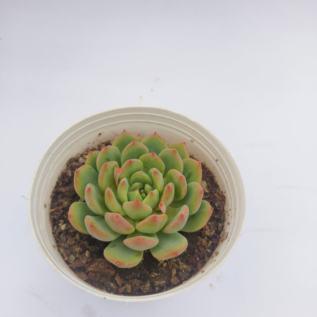 Echeveria Agavoides (Lipstick Echeveria