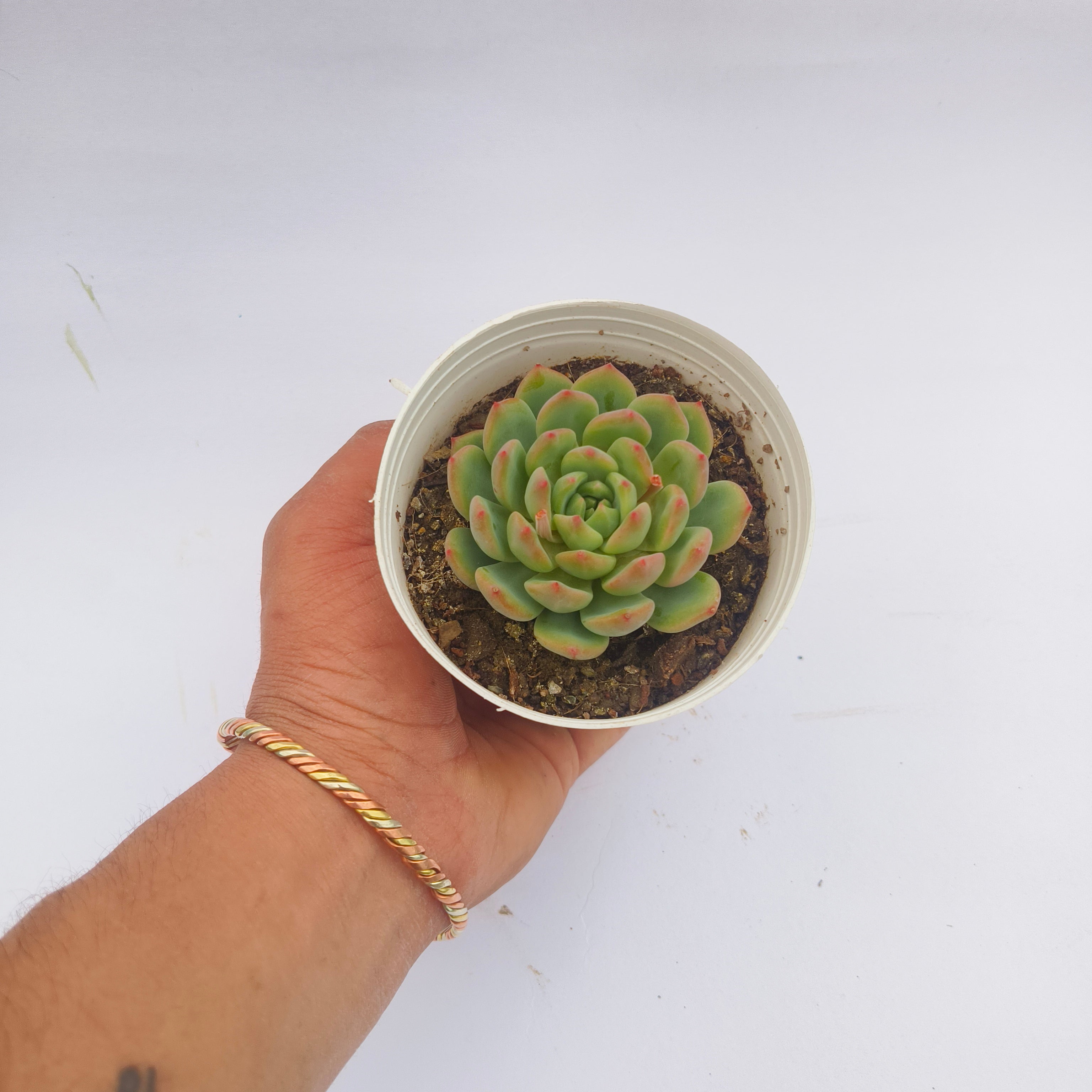 Echeveria Agavoides (Lipstick Echeveria