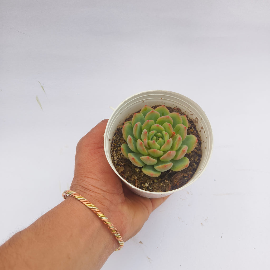 Echeveria Agavoides (Lipstick Echeveria