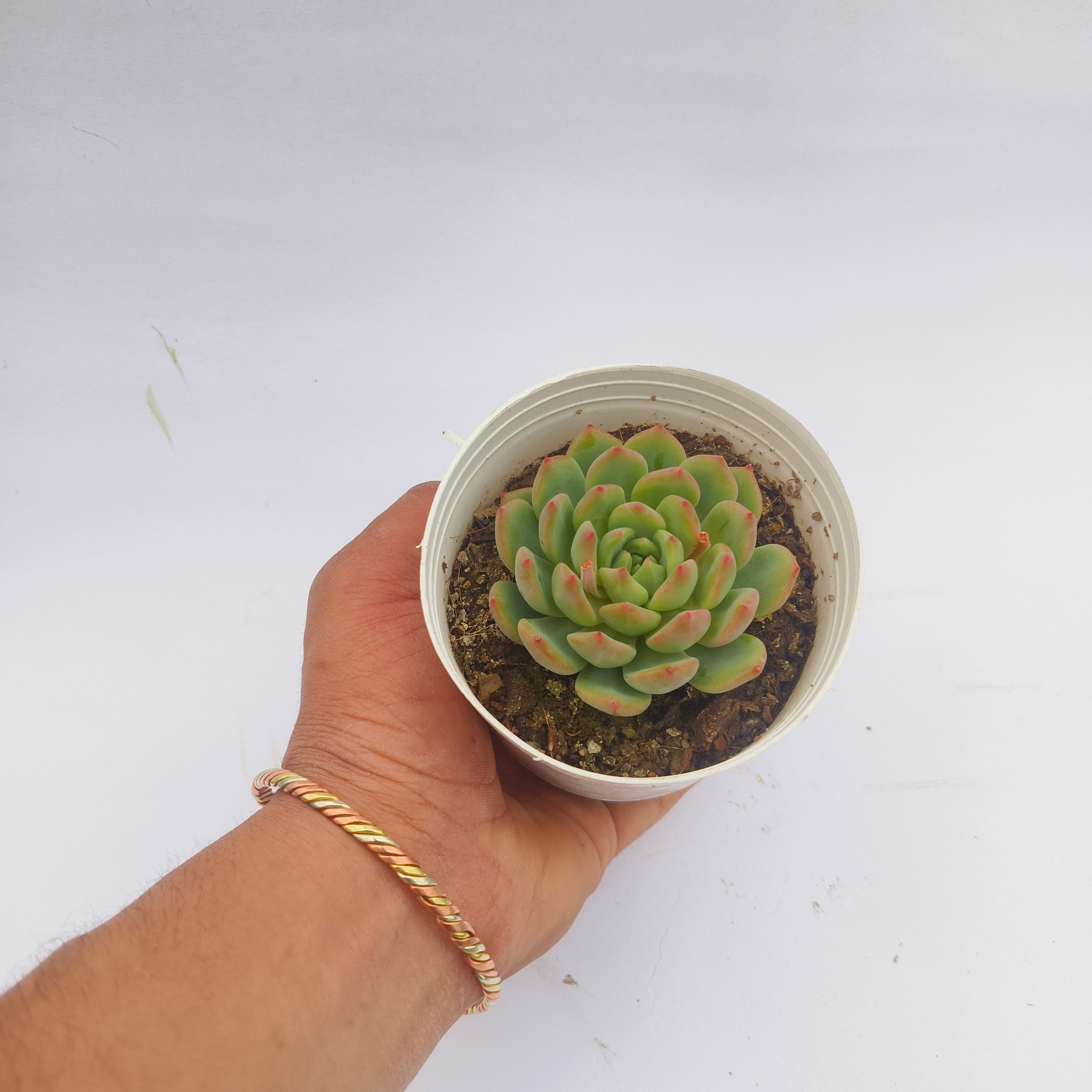 Echeveria Agavoides (Lipstick Echeveria