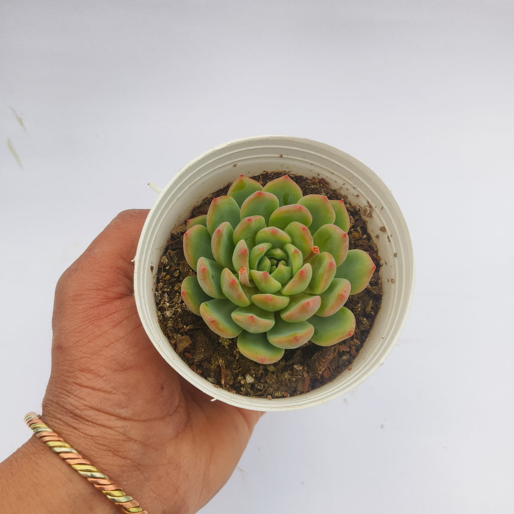 Echeveria Agavoides (Lipstick Echeveria