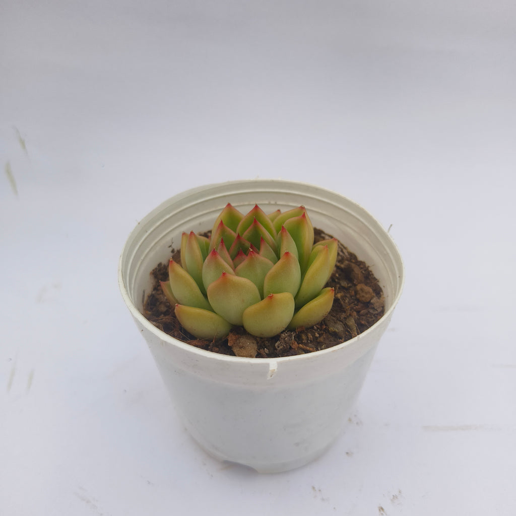 Echeveria ‘Fire Pillar’