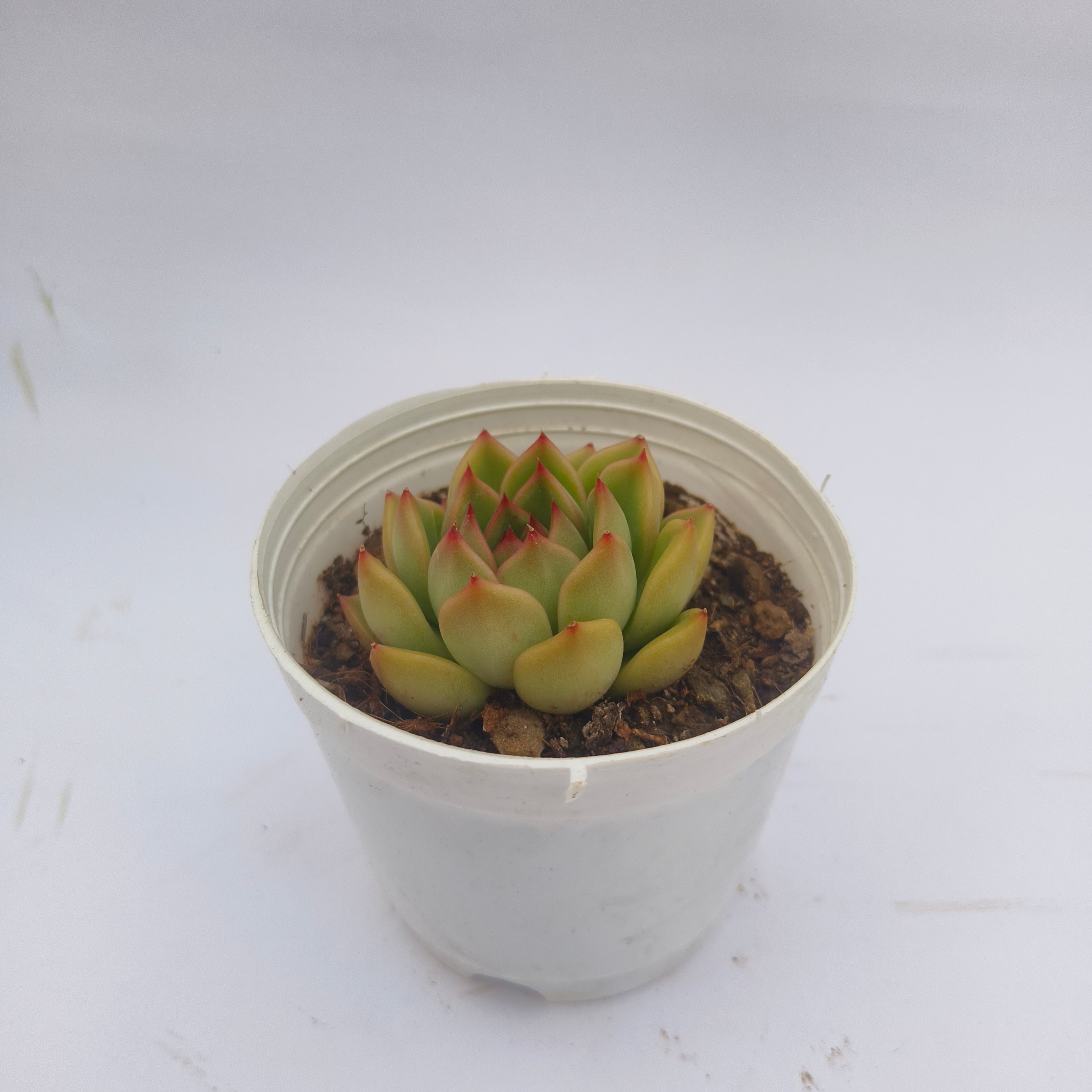 Echeveria ‘Fire Pillar’