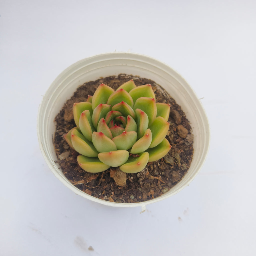 Echeveria ‘Fire Pillar’