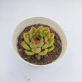 Echeveria ‘Fire Pillar’