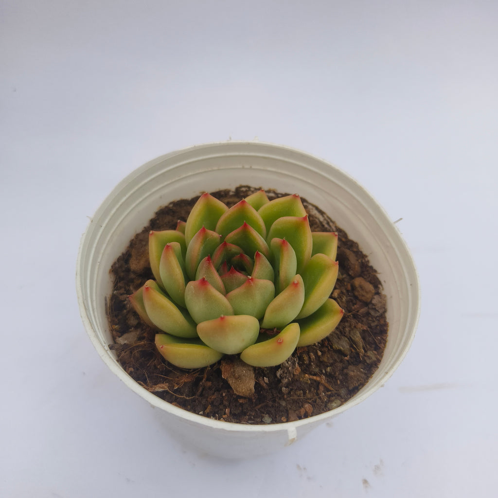 Echeveria ‘Fire Pillar’