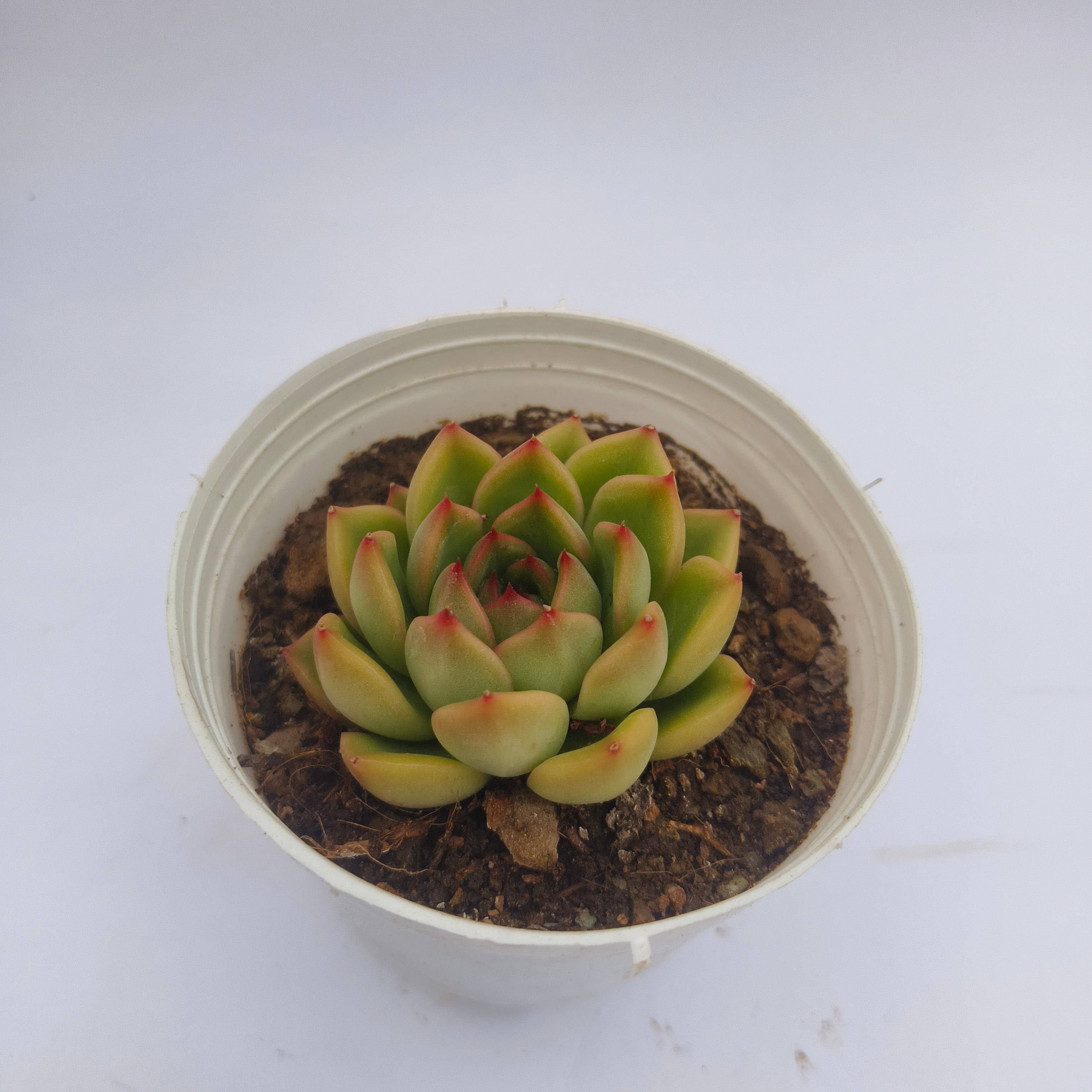 Echeveria ‘Fire Pillar’