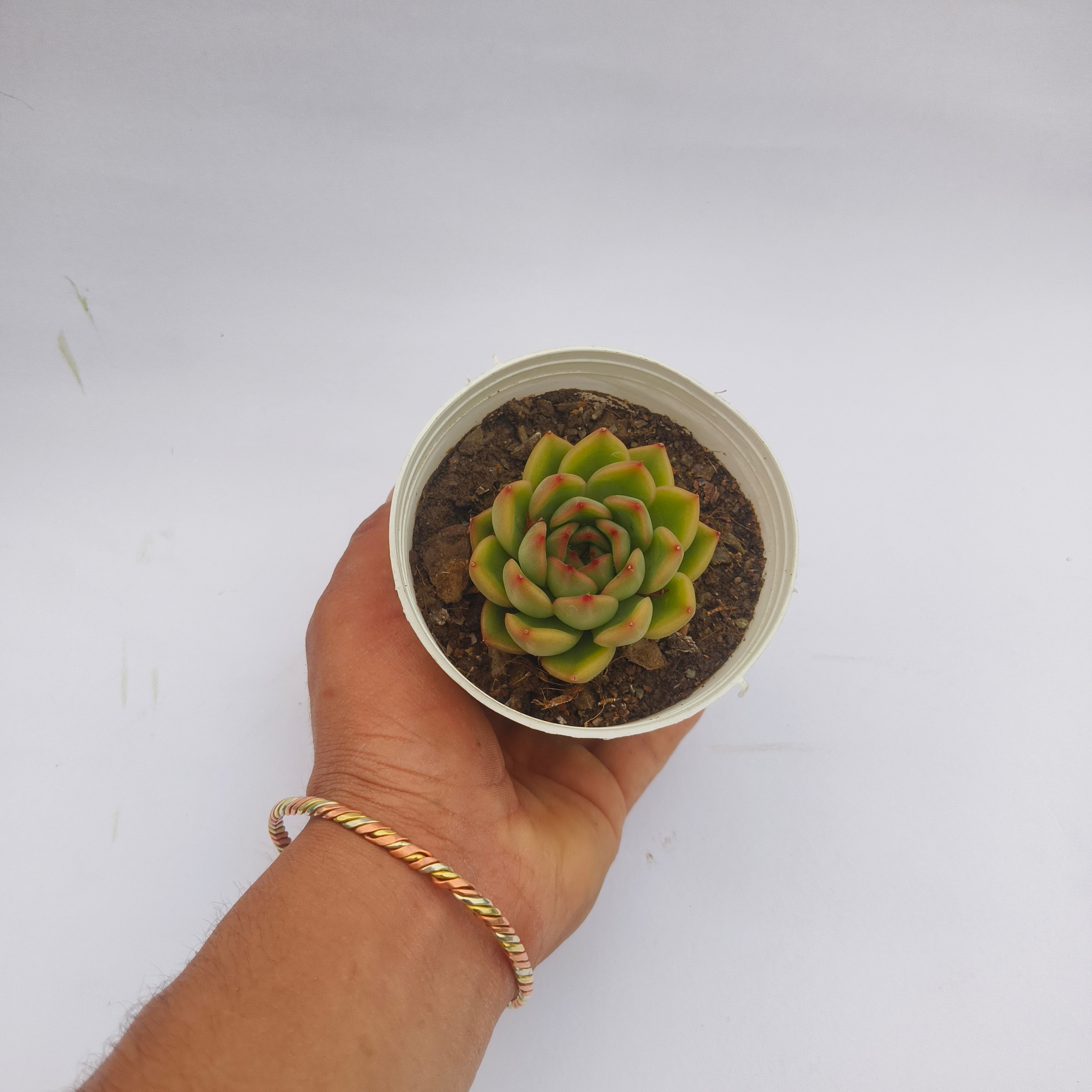 Echeveria ‘Fire Pillar’