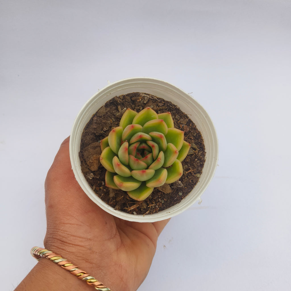 Echeveria ‘Fire Pillar’
