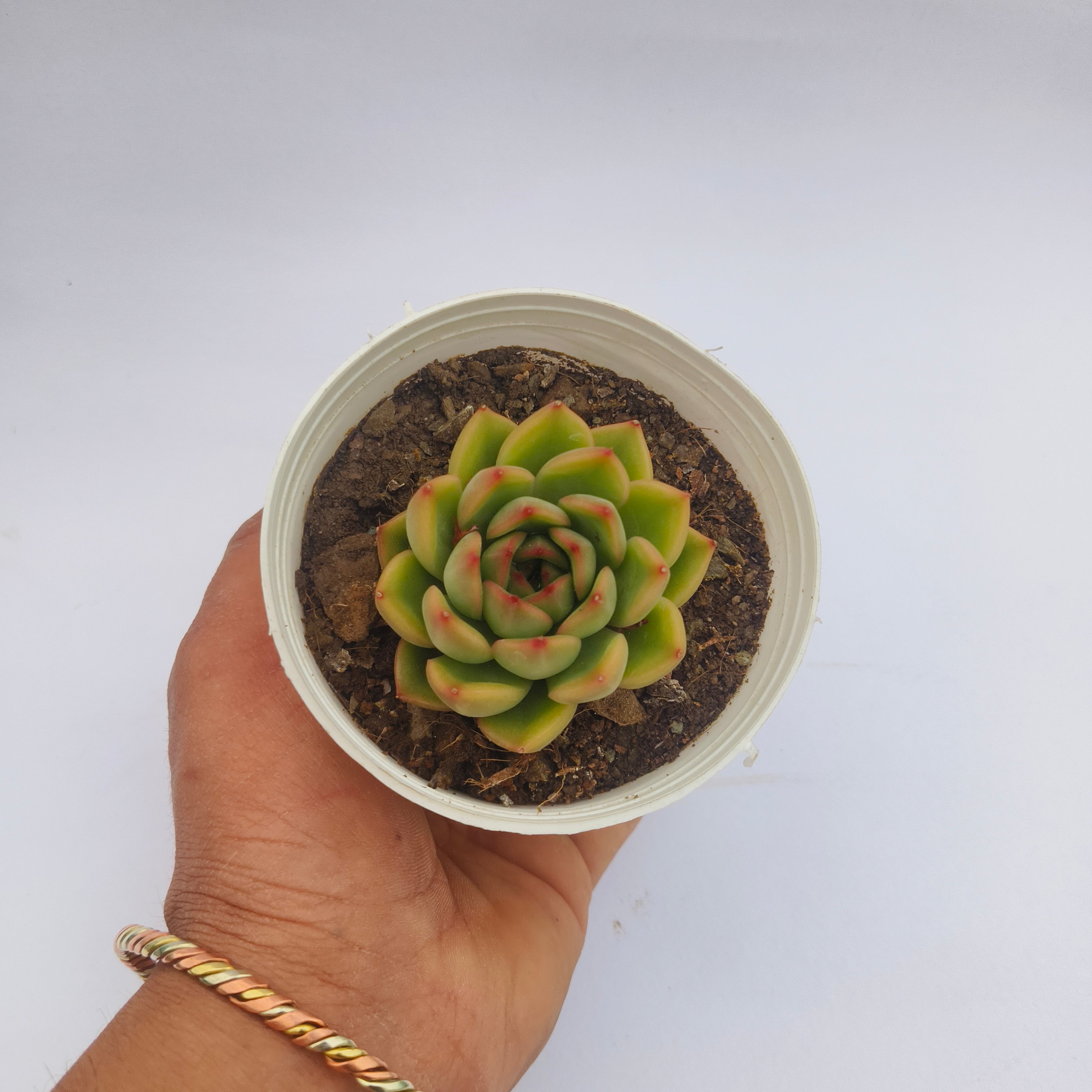 Echeveria ‘Fire Pillar’