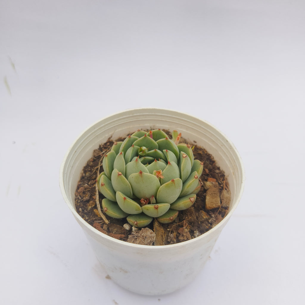 Echeveria Derenbergii
