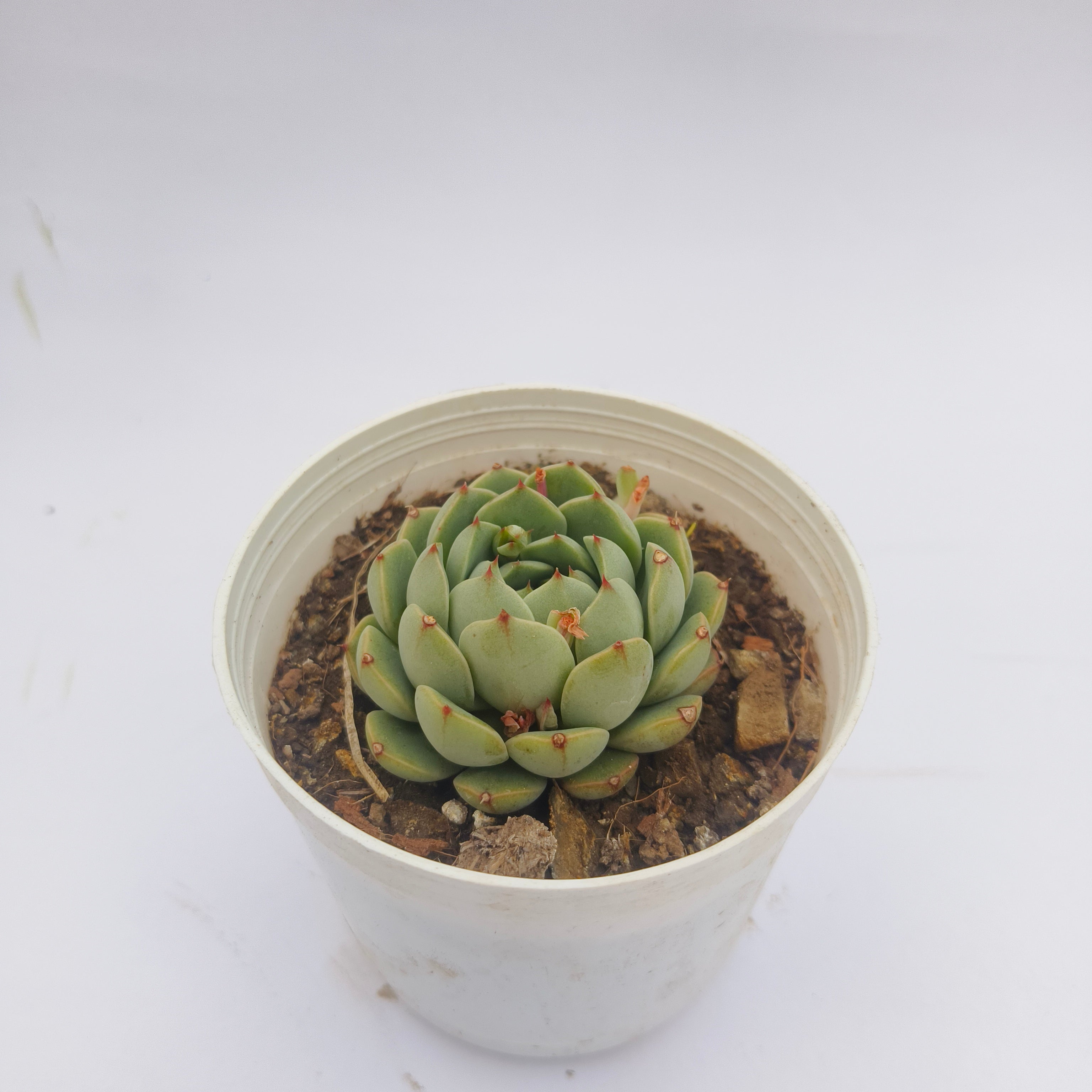 Echeveria Derenbergii