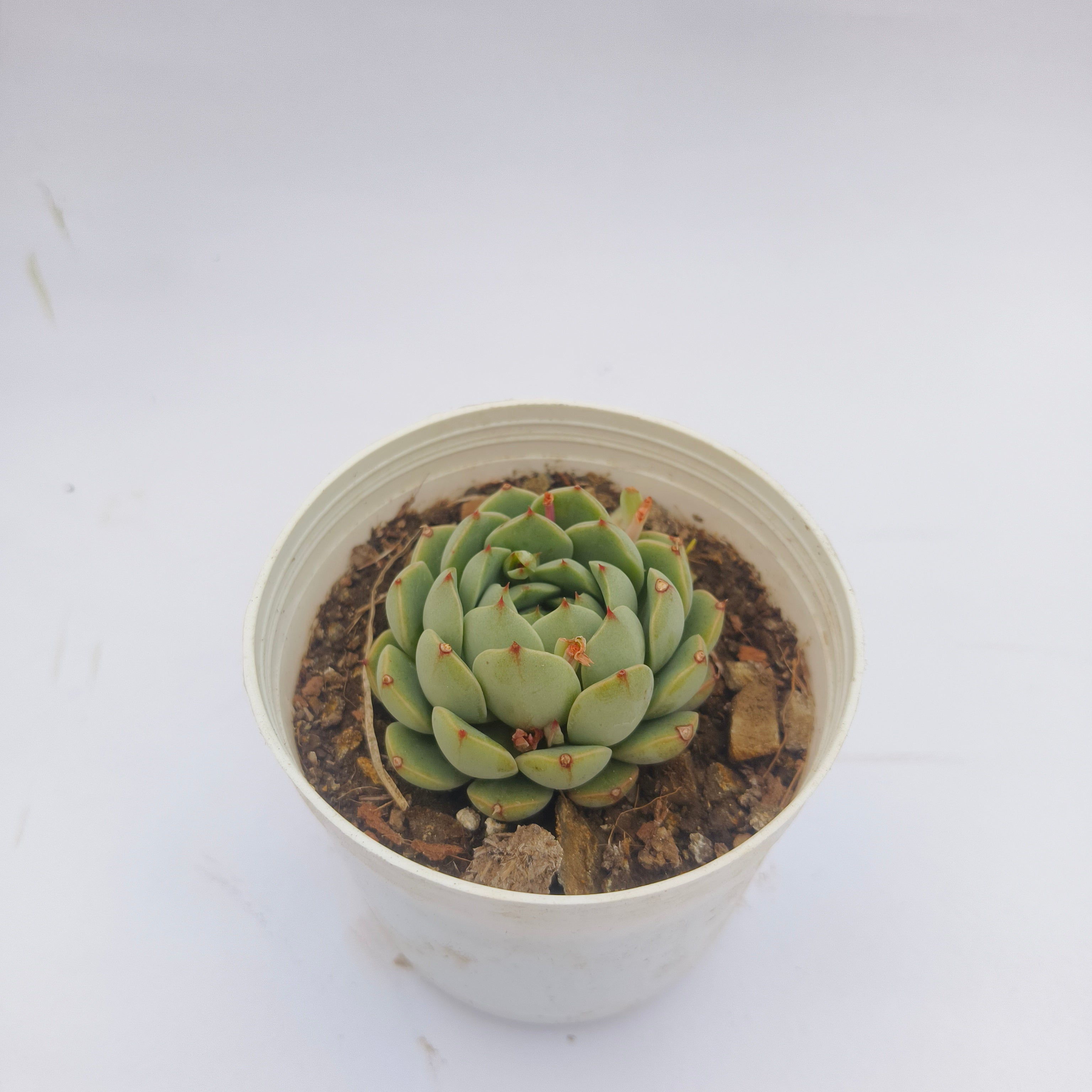 Echeveria Derenbergii