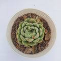 Echeveria Derenbergii