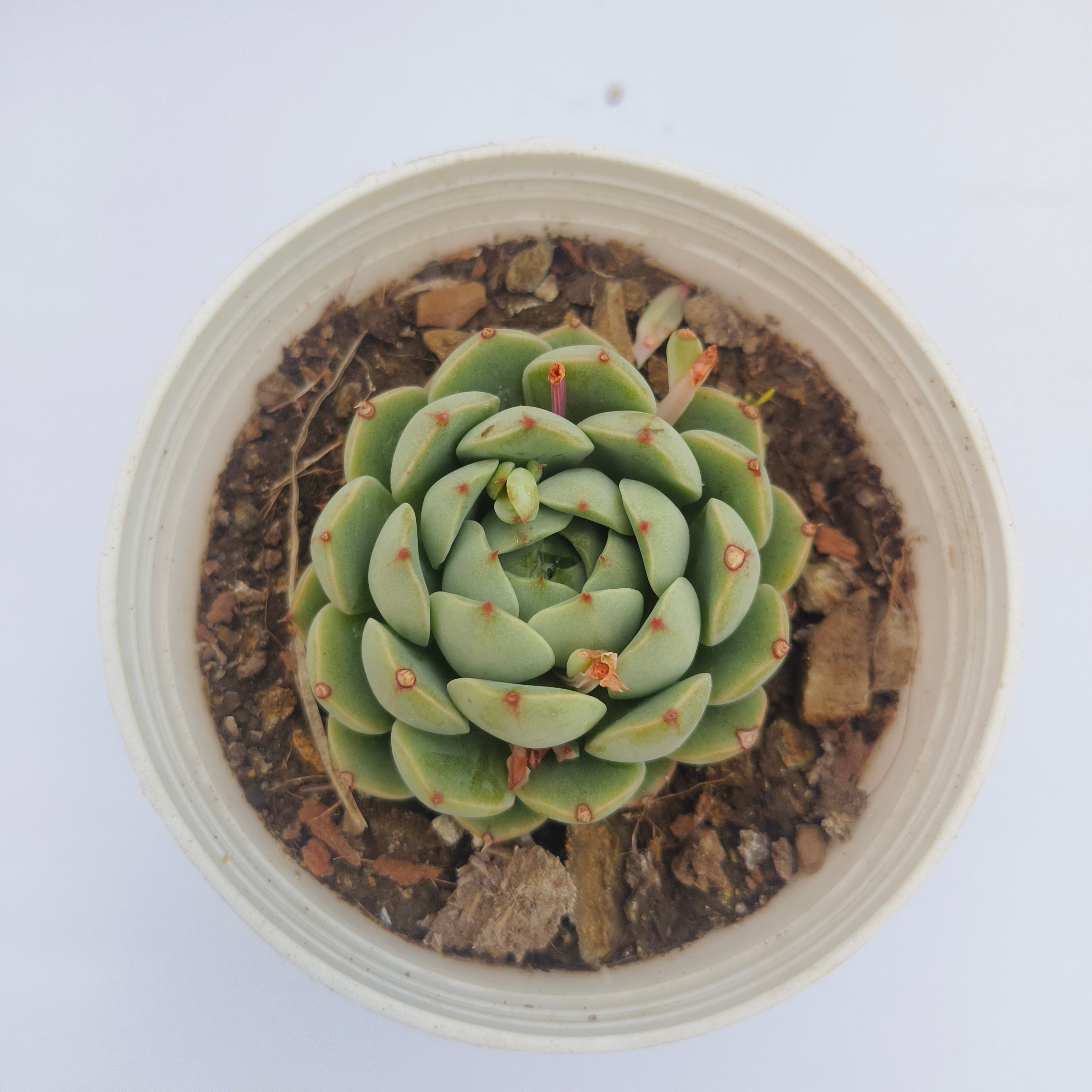 Echeveria Derenbergii